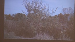 Navigate to GPL presents: Groton's Invasive Species with Olin Lathrop (Part 3)